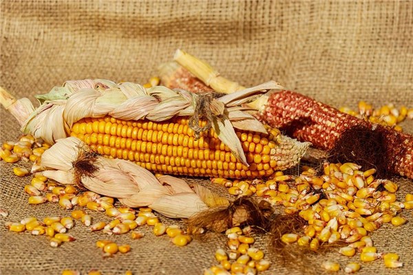 夢到玉米籽是不是好的徵兆呢_周公解夢