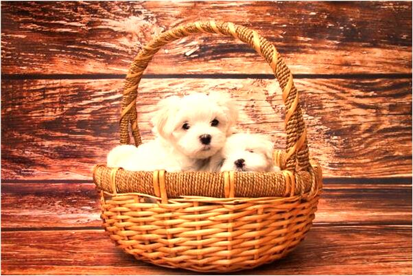 夢見魚嘴開閉不起來是什麼意思?_周公解夢官網