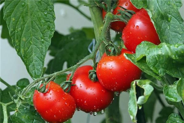 夢見摘西紅柿_周公解夢