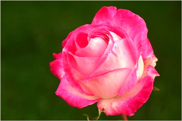 夢見踩到屎巴巴會怎么樣_周公解夢官網