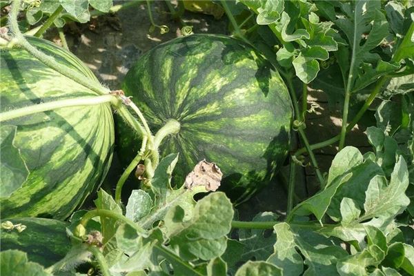 夢見摘西瓜_周公解夢