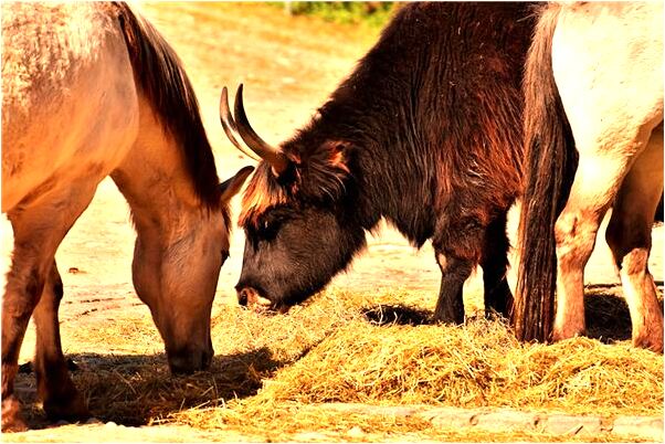 夢到老婆和別人上床了意味什麼_周公解夢官網