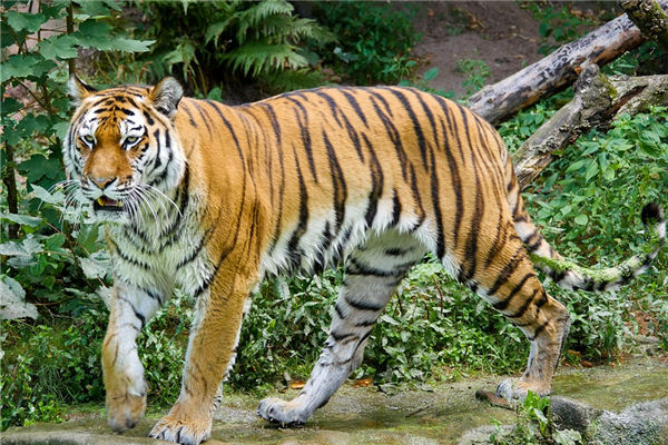 屬相虎年份性格特點_十二生肖