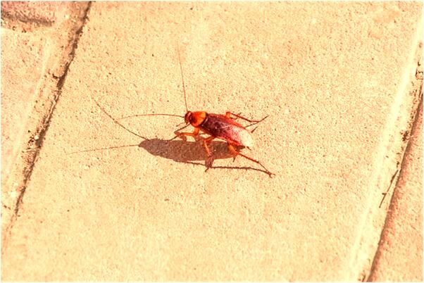 夢到故去的老人會有什麼預兆_周公解夢官網