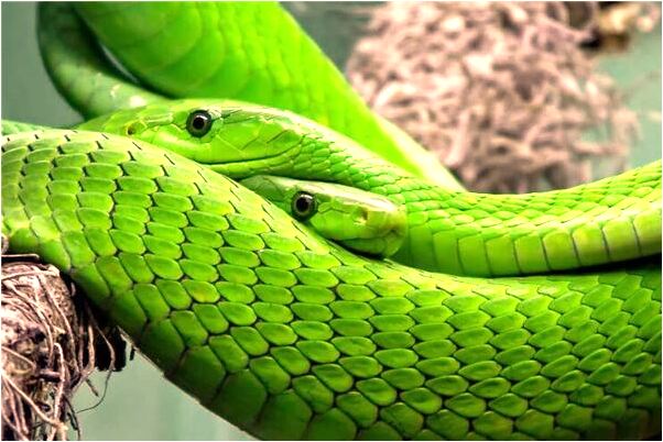 夢見頭髮很多怎么說_周公解夢官網