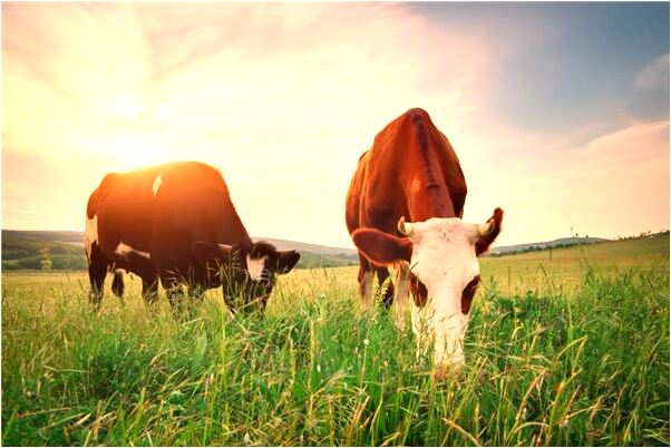 夢到了陌生男人把救走了是啥預兆_周公解夢官網
