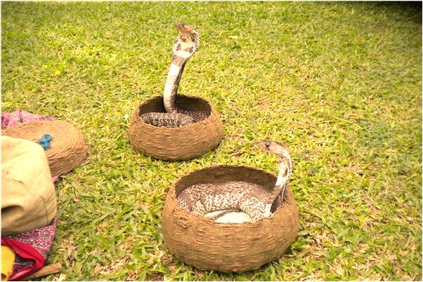 夢到女人長了男人生殖器是啥預兆_周公解夢官網