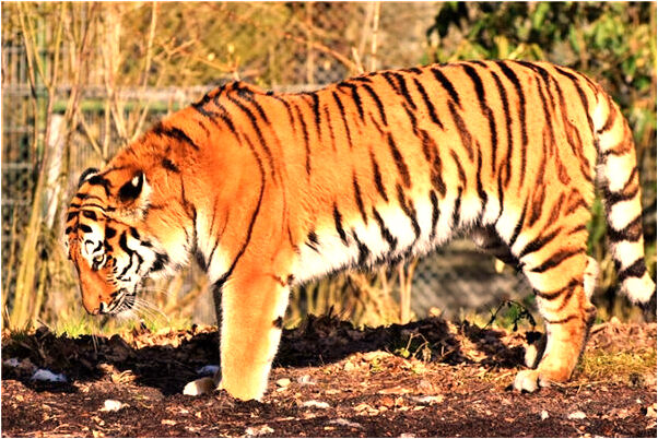 夢見許多陌生人預示著什麼_周公解夢官網