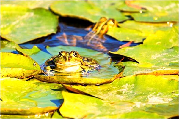 夢見山上很多水和魚會是什麼預兆_周公解夢官網
