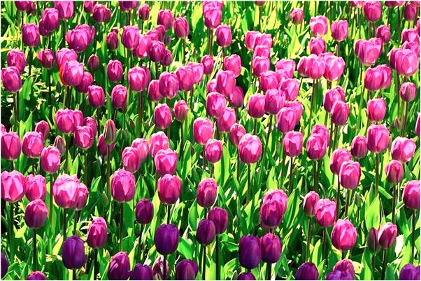 夢到我心愛的女人送我蘋果是什麼兆頭_周公解夢官網