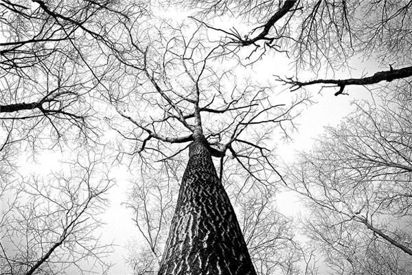 夢見樹枝折斷是什麼意思_周公解夢