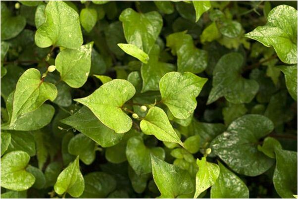 夢到被蛇咬最後死掉了是好是壞_周公解夢官網