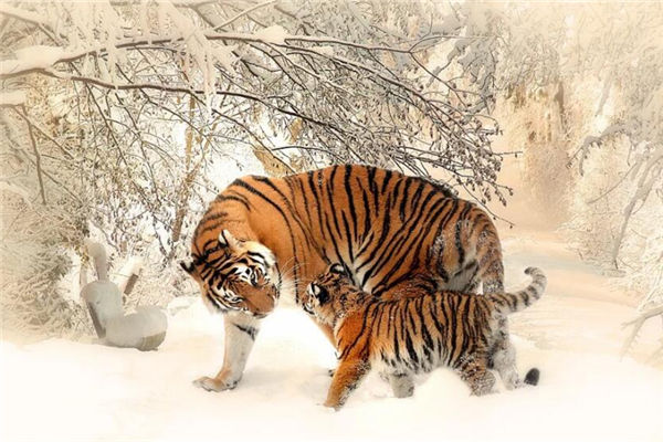 生肖屬虎的女人脾氣好壞_十二生肖