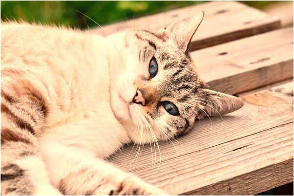 夢見女朋友害我家破人亡是不是好的徵兆呢_周公解夢官網