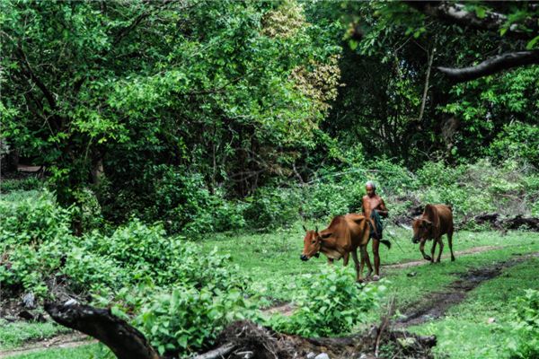 夢見牛屎是怎么回事_周公解夢