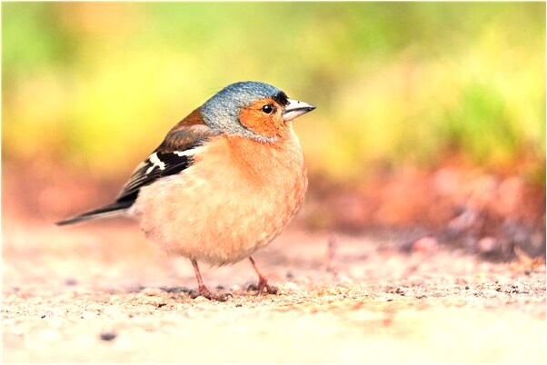夢到家人躺在火中會有什麼預兆_周公解夢官網