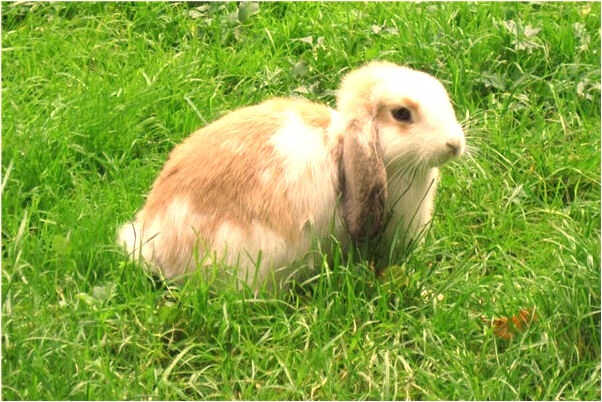 夢見神救了自己是凶兆還是吉兆_周公解夢官網