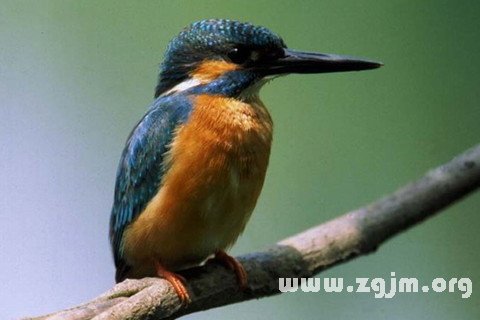 Dream of kingfisher