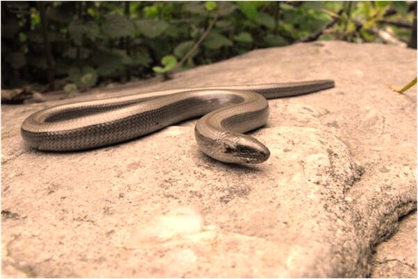 夢見狗和石獸是意味著什麼_周公解夢官網
