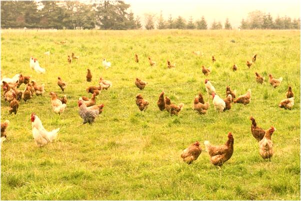 夢到蛇躲著自己走是凶兆還是吉兆_周公解夢官網