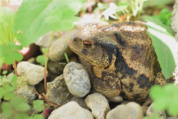 夢見癩蛤蟆是什麼意思_周公解夢
