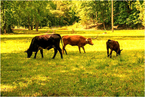 夢到猛吃零食有何寓意_周公解夢官網