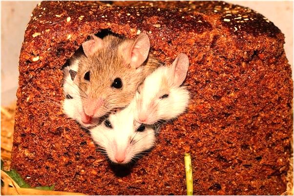 夢到遇見朋友和前女友有什麼意思嗎_周公解夢官網