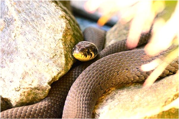 夢見在一個山包上周圍發大水是啥意思_周公解夢官網
