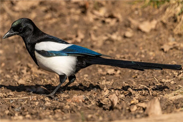 夢見喜鵲是什麼意思_周公解夢