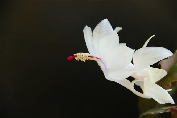 夢見蟹爪蘭的預兆_周公解夢