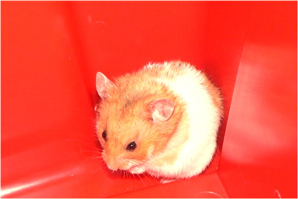 夢見騙小孩是什麼預兆_周公解夢官網