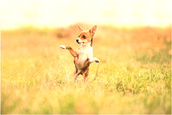 夢到了買三條魚是不是好的徵兆呢_周公解夢官網