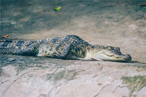 夢見鱷魚在水裡_周公解夢