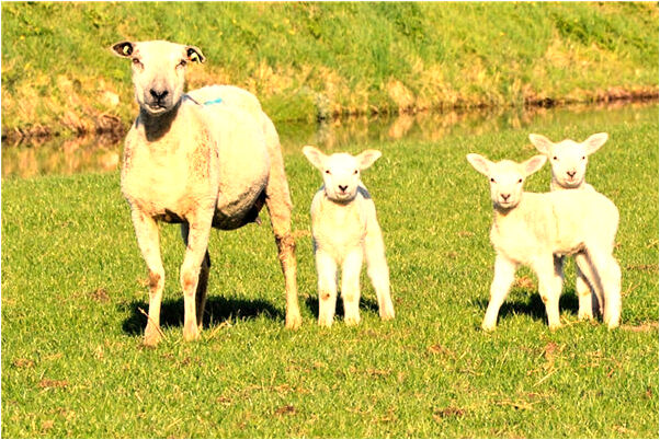 夢到了自己胳膊抽血大出血什麼預兆_周公解夢官網