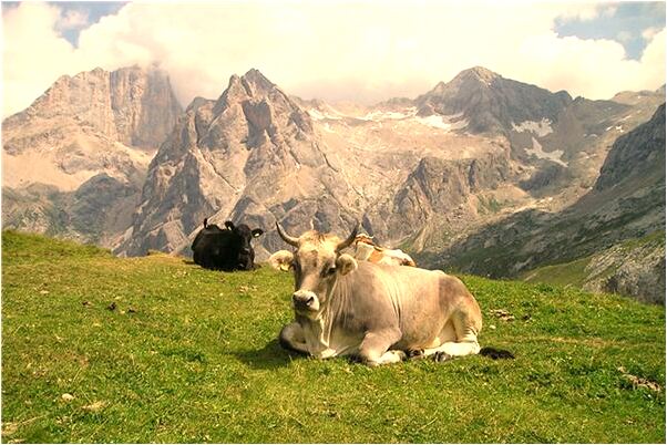 夢到了自己分裂預兆了什麼嗎_周公解夢官網