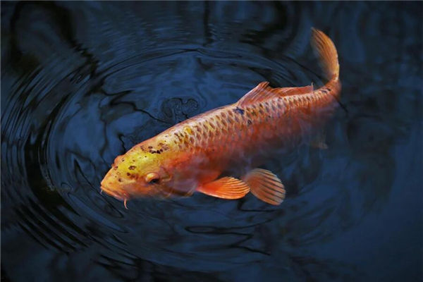 夢見魚是什麼徵兆_周公解夢