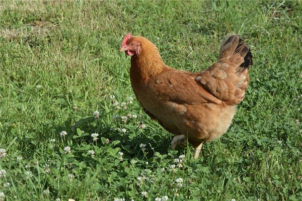 1993年屬雞人2021年運勢及命運 29歲生肖雞在牛年每月運程如何_十二生肖