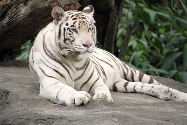 屬虎的人性格特質_十二生肖