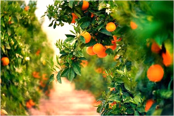 夢見家裡人為自己辦婚禮是什麼預兆？_周公解夢官網