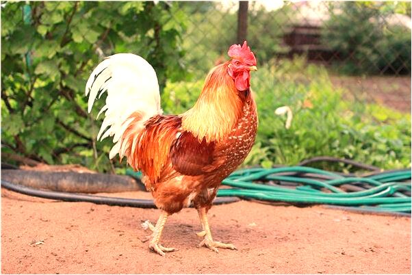 夢到了很多大便是怎么回事_周公解夢官網