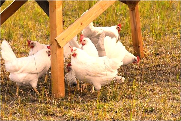 夢到了抱著孩子是什麼啟示_周公解夢官網