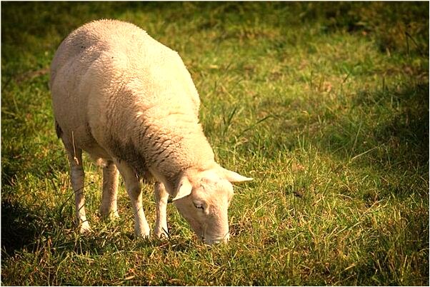 夢到了麥田被淹會是什麼預兆_周公解夢官網