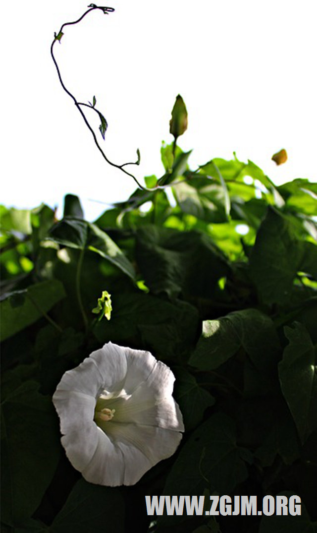 夢見吃冰棍_周公解夢夢到吃冰棍是什麼意思_做夢夢見吃冰棍好不好_周公解夢官網