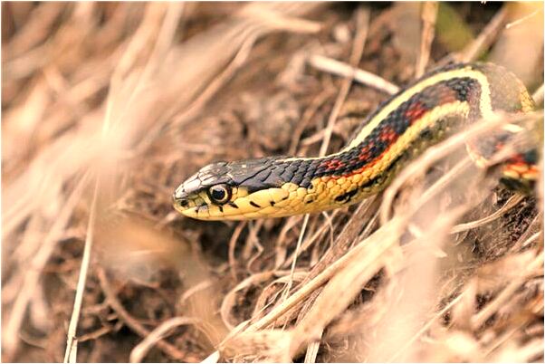 夢到了額頭上長出一大堆皺紋有什麼寓意嗎_周公解夢官網