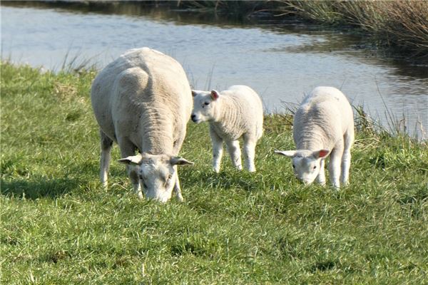屬羊女的性格與脾氣_十二生肖