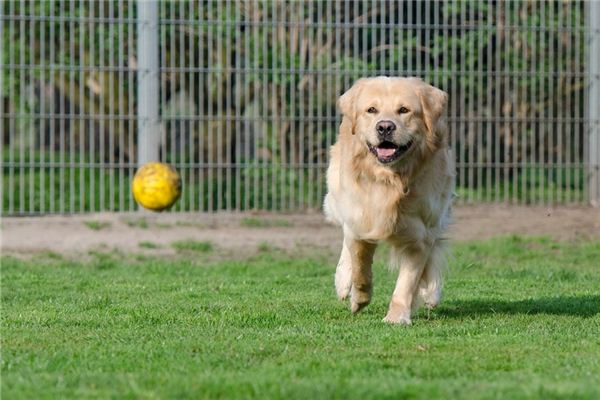 夢見狗追我是什麼意思_周公解夢