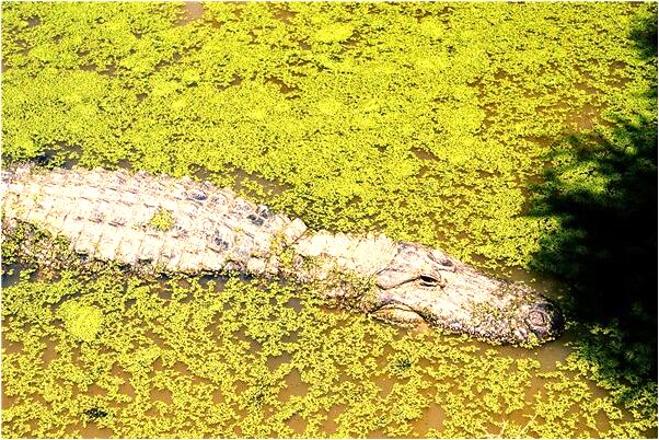 夢見在廁所看見肉骨頭什麼寓意_周公解夢官網