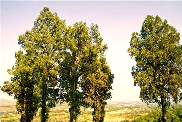 夢到移大樹會怎么樣_周公解夢官網