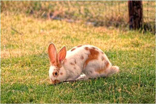 夢見自己生了個白白胖胖的兒子啥意思_周公解夢官網