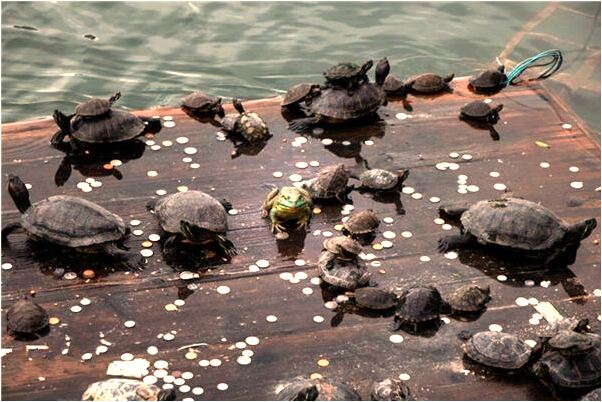 夢見白天糧倉失火會有什麼預兆_周公解夢官網